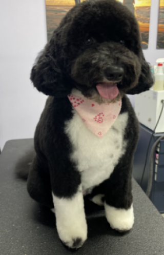 Happy dog after professional grooming